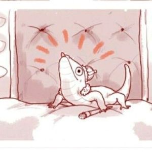 Meet your Posher, Dakota